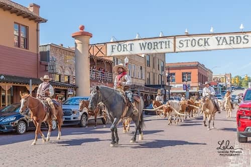 Fort Worth Herd