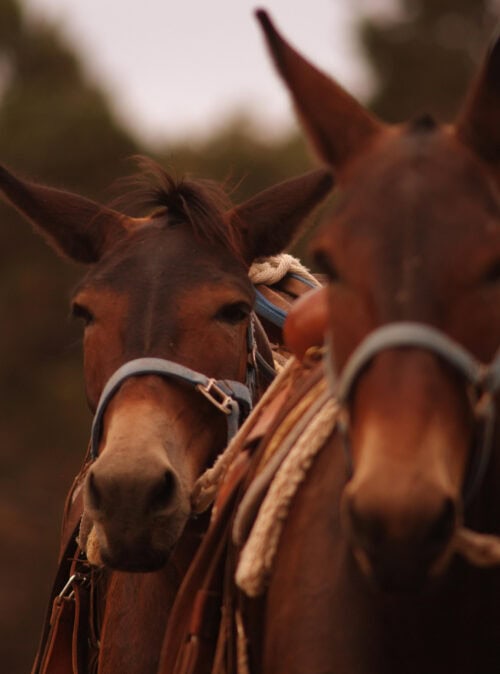 Xanterra Travel Collection