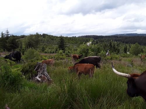 Germany Black Forest Ranch