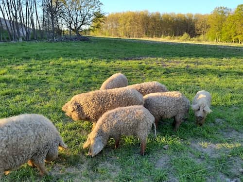 Germany Black Forest Ranch