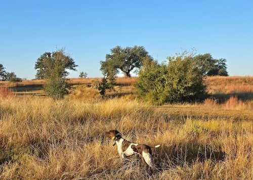 Giddens Ranch TX