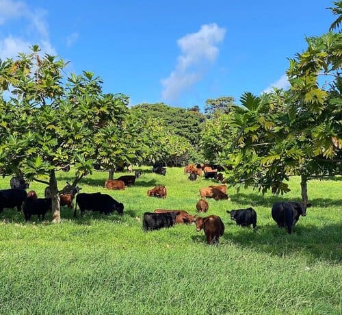 Hana Ranch - Hawaii