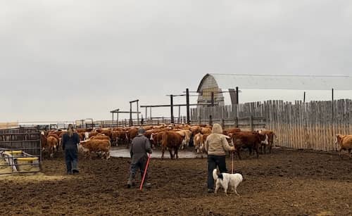 Hanna Alberta Ranch CAN