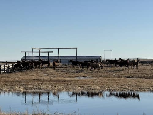 Hanna Alberta Ranch CAN