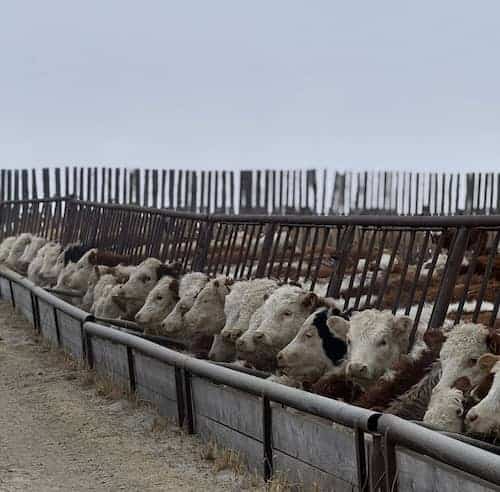 Hanna Alberta Ranch CAN