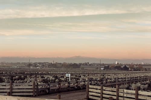 Harper Feeders Colorado