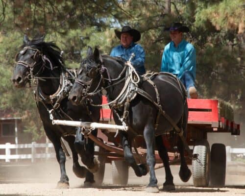 Majestic Dude Ranch Colorado