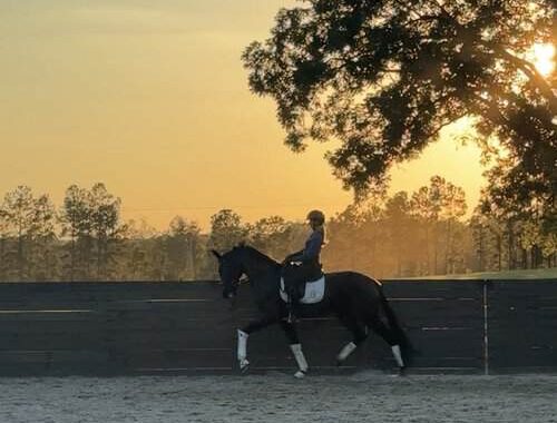 Holleger Dressage SC
