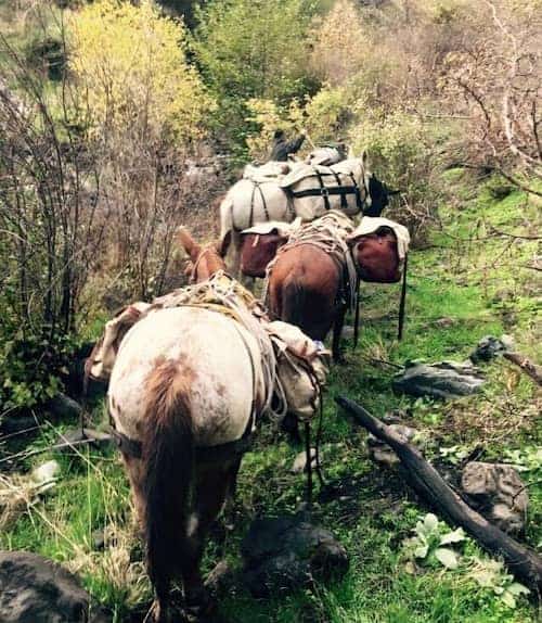 Hells Canyon Packers - Idaho