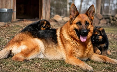 Gunbil German Shepherds