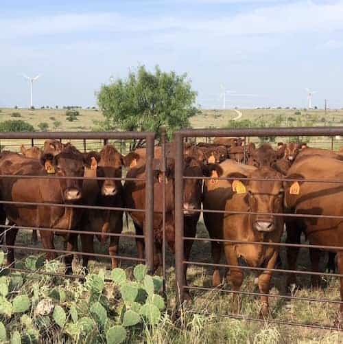 Holton Cattle Co Texas
