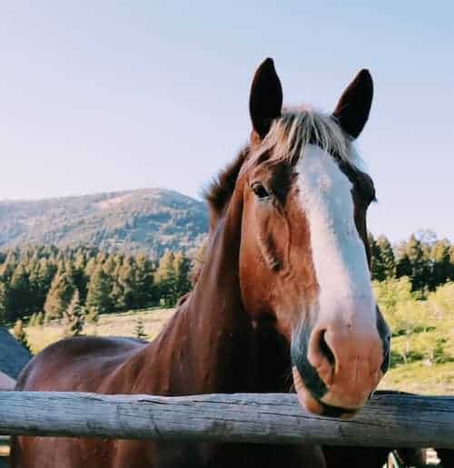 horse