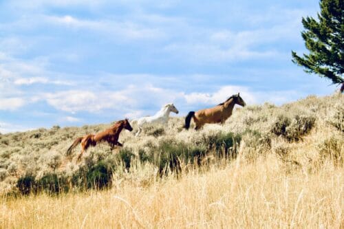 Crazy Mountain Ranch MT