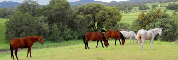 Horses in Arizona