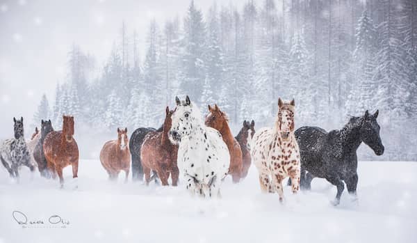 Western Pleasure Guest Ranch - Idaho