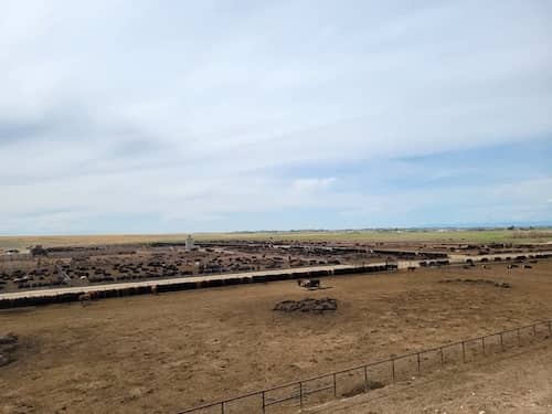 Houret Livestock Idaho