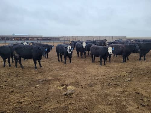 Houret Livestock Idaho