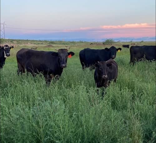 HQ Land and Livestock TX