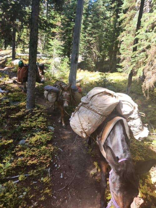 WildCountry Packing OR