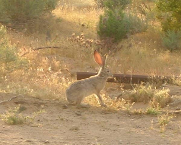 Kingsbury Ranch Jackrabbit - California