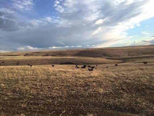Jorgensen Land & Cattle SD
