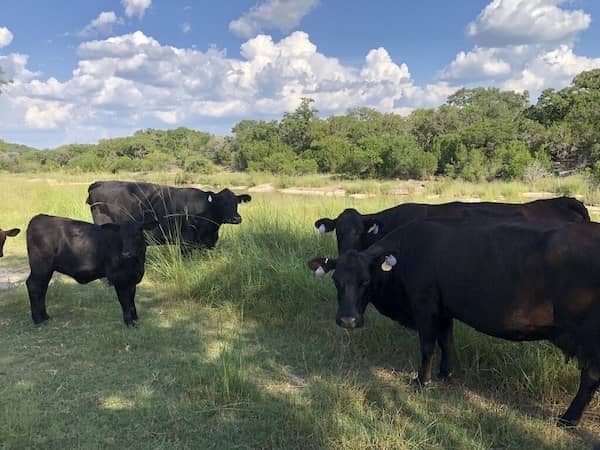 Sandy Ranch Outfitters - Texas