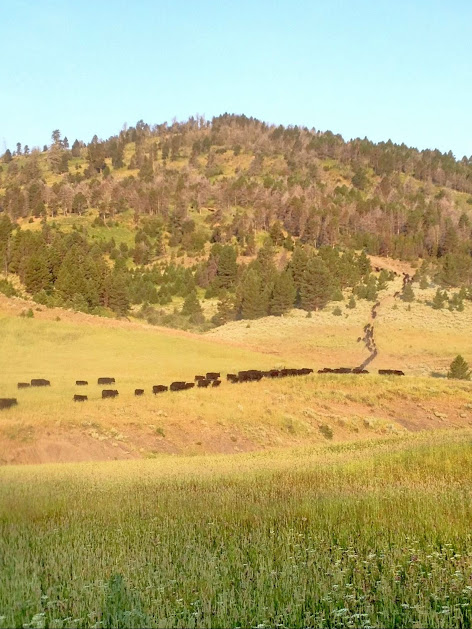 Lane Ranch - Montana