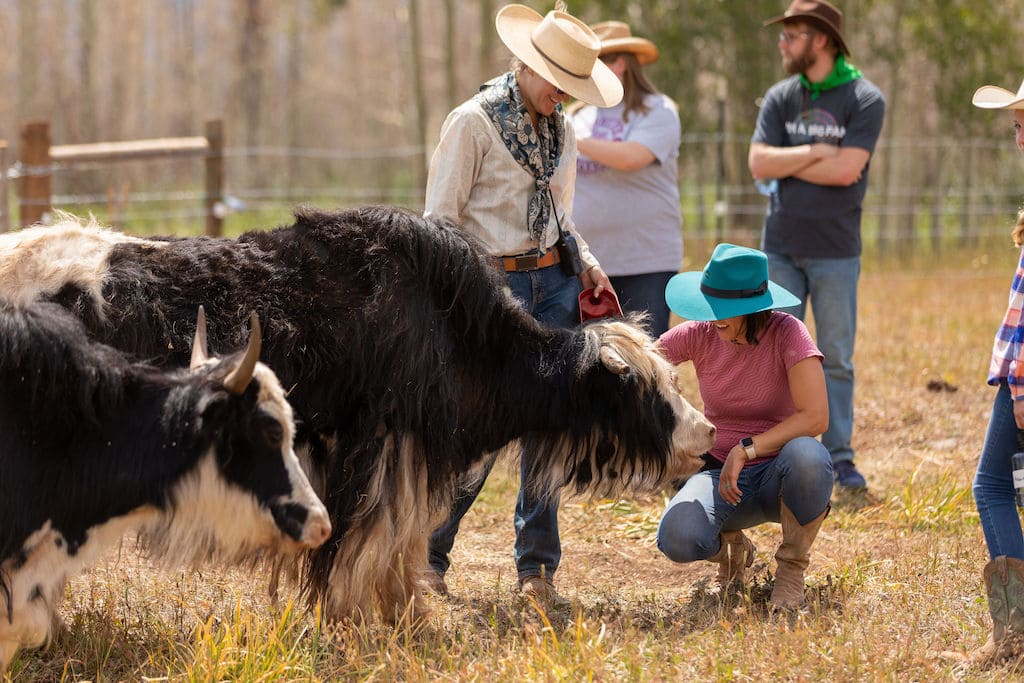 Latigo Ranch - Guest & Cattle