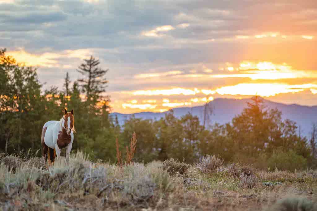 Latigo Ranch - Sunset & Horse