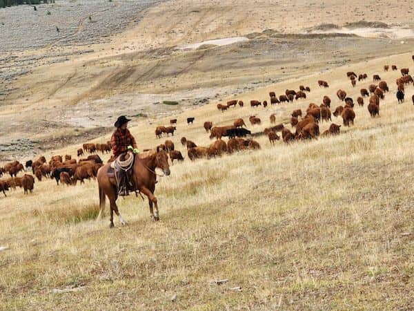 Lazy T Ranch - Wyoming