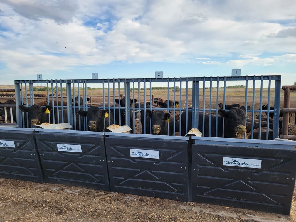 Leachman Cattle of Colorado