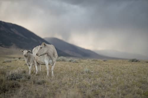 Little Ridge Ranch - MT