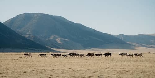 Little Ridge Ranch - MT