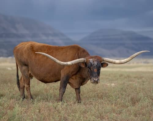 Little Ridge Ranch - MT