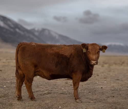 Little Ridge Ranch - MT