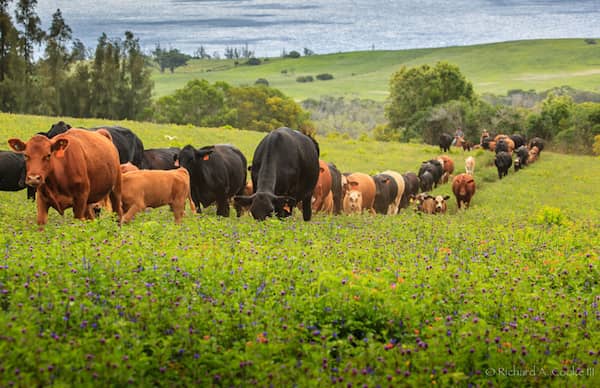 Pu'u Hoku Ranch - Hawaii