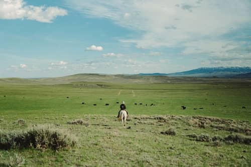 Little Belt Cattle Company