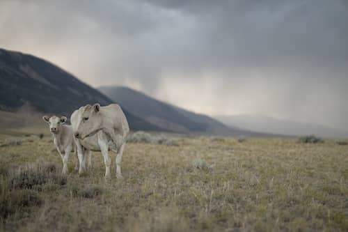 Little Ridge Farms MT