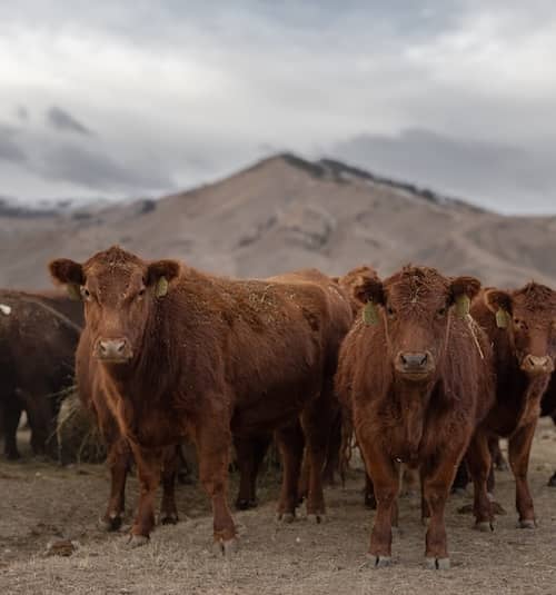 Little Ridge Farms MT