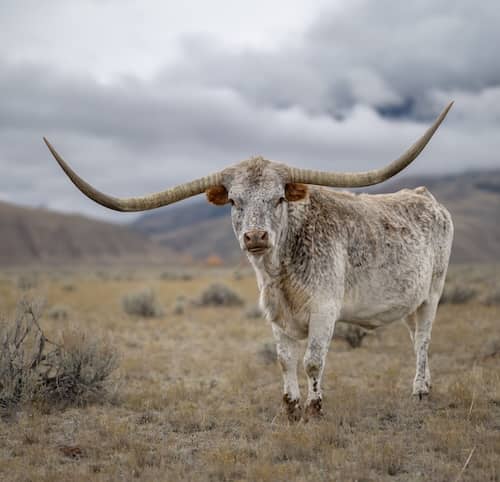 Little Ridge Farms MT