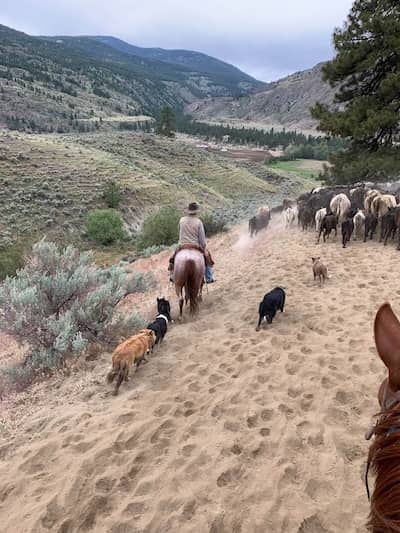 Loomis WA Cattle Ranch