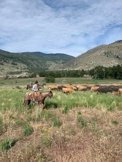 Loomis WA Cattle Ranch