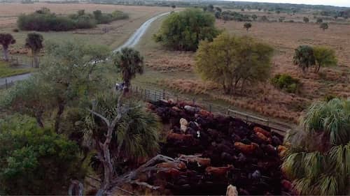 Lykes Bros. Cattle Florida