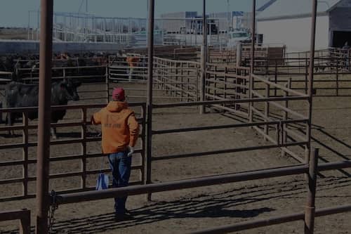 Mark Miller Cattle NE