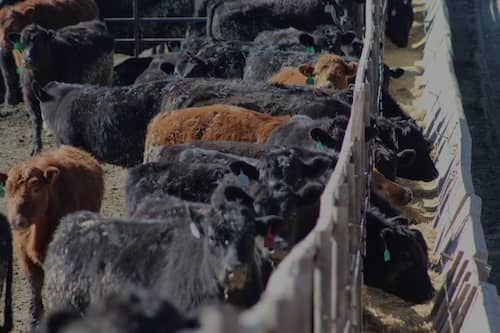 Mark Miller Cattle NE
