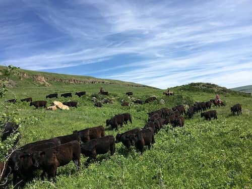 McKamey West Ranch MT
