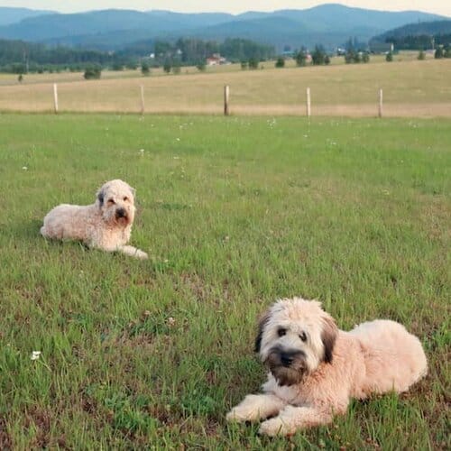 Wheaten and Whoodle puppies