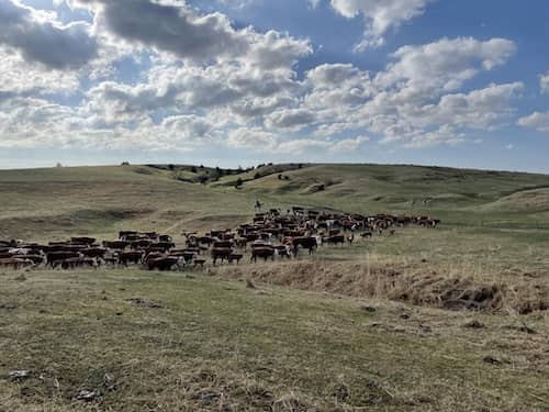 Nebraska Cattle Ranch