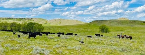 Nelson Ranch SD