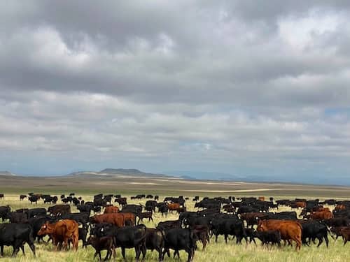 NM Ranch